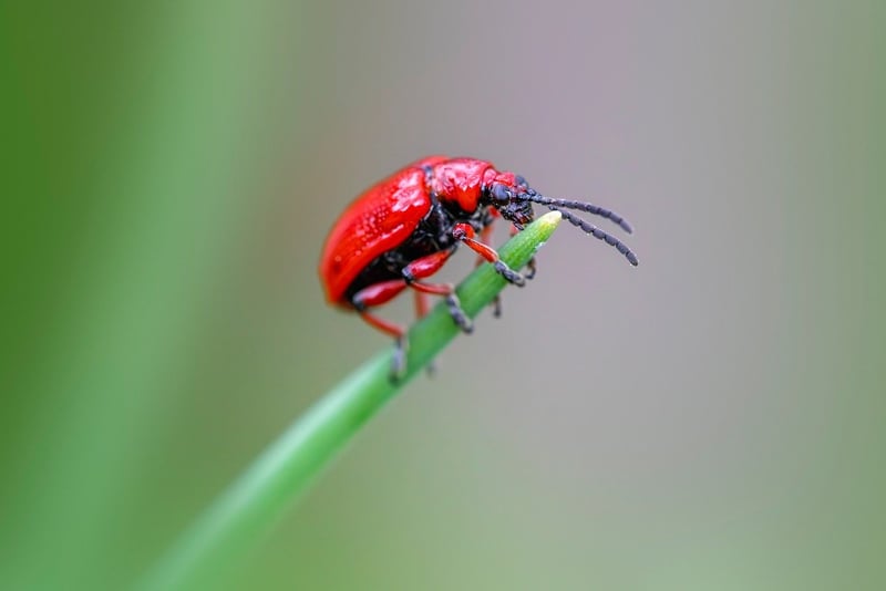 Pest prevention